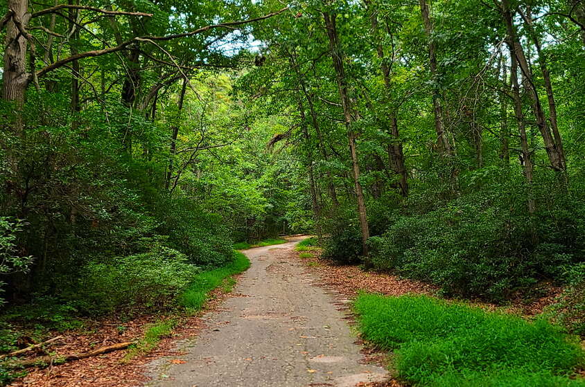 A Short Hike in the Allaire MTB Trail Off Hospital Rd