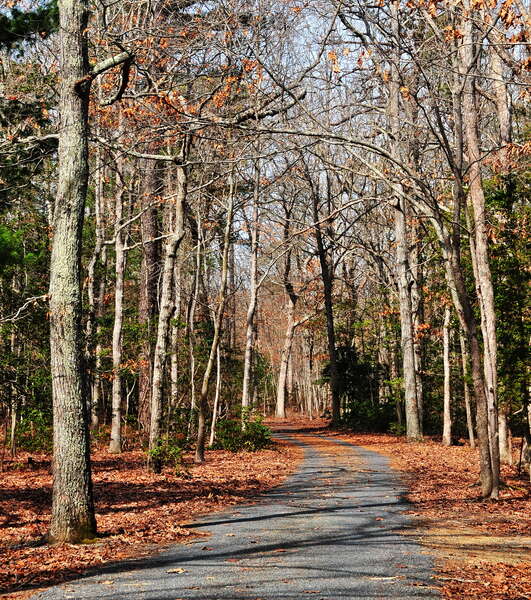 Belleplain State Forest