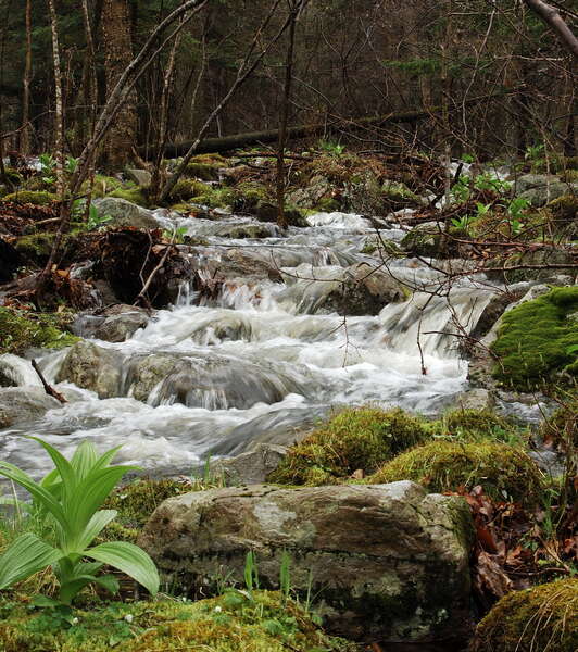 Stokes State Forest