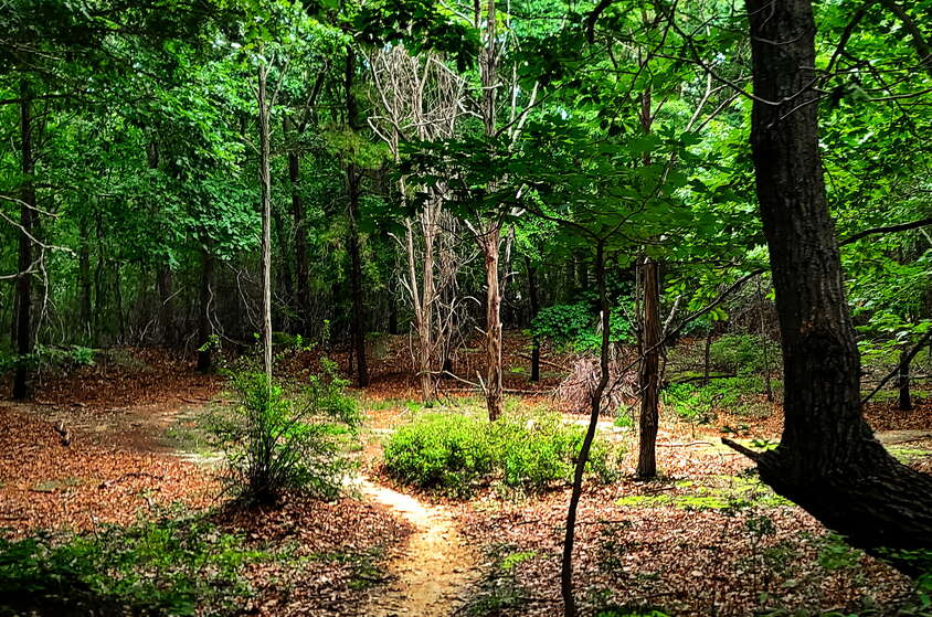 Summer Hike to the Allaire Dinos and Ground Campground (Aug 2021)