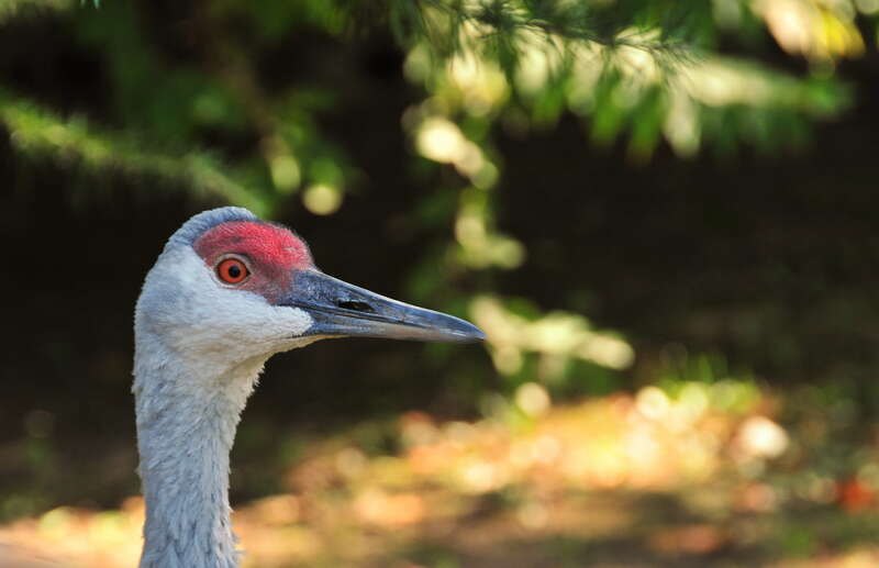 Cape May County Park and Zoo